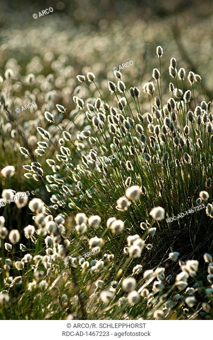 cotton grass, Eriophorum spec., nature park Barnim, Spechthausen, Brandenburg, Germany