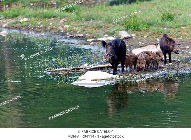 Nature - Fauna - Wild boar - Wild boars with young close to a pound
