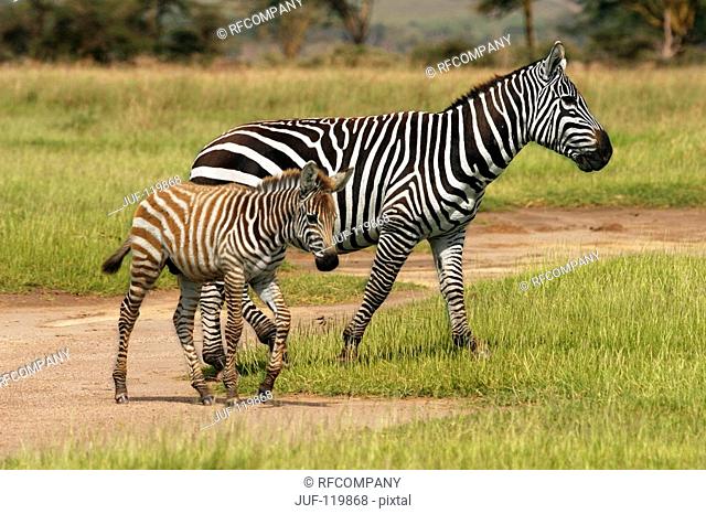 Grants zebra with foal - walking on meadow / Equus burchelli granti