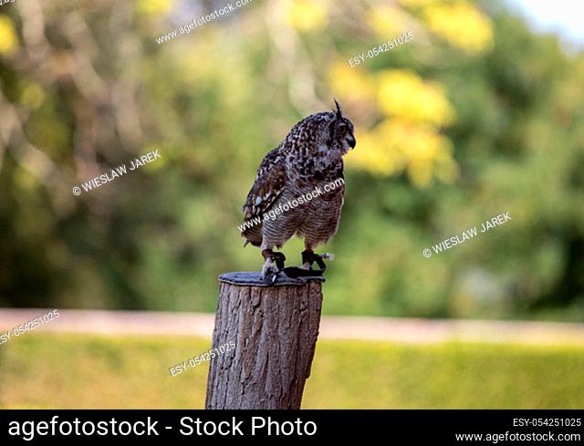Beauty Eurasian Eagle Owl on blurred background