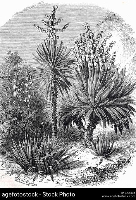 Spanish bayonet (Yucca aloifolia), Yucca filamentosa, Yucca gloriosa, Historical, digitally restored reproduction of a 19th century original, exact date unknown