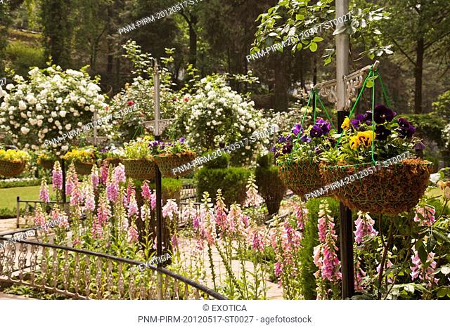 Flowers in bloom at Company Bagh in Mussoorie, Uttarakhand, India