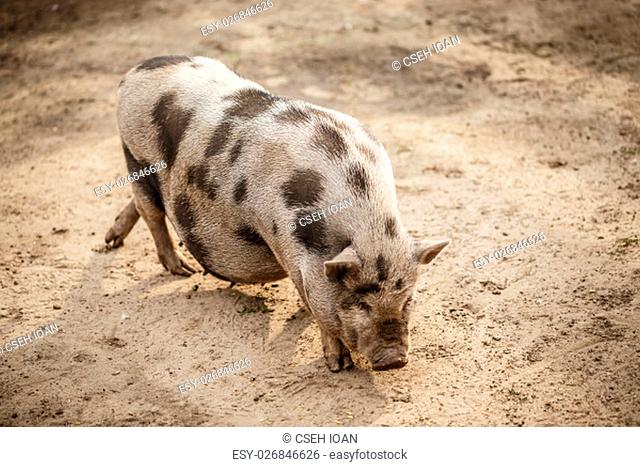 Pink and black speckled pot-bellied pig