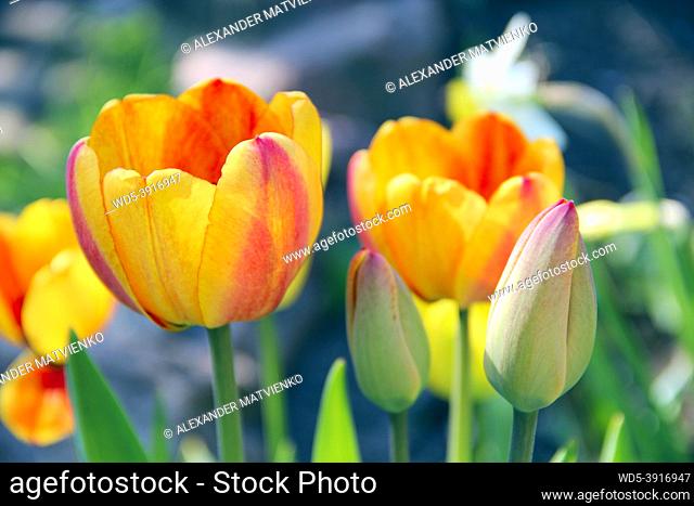 Tulips yellow and red on flower-bed. Red and yellow tulips planted in park. Springtime garden. Colorful tulips in flower bed