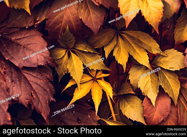 Close up of Autumn Virginia Creeper leaves, Macro of Autumn Wild Grape leaves, Colorful Leaves Of Creeper Plant As Fall Season Halloween Background