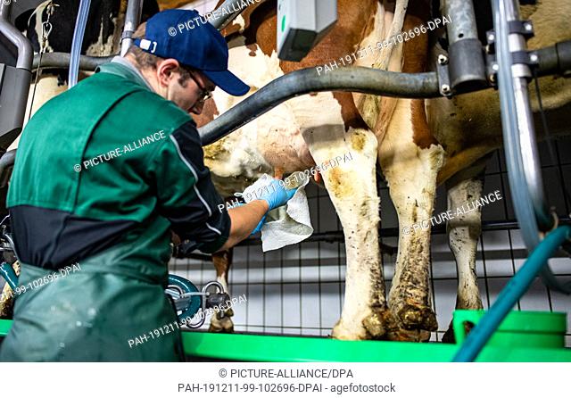 09 December 2019, North Rhine-Westphalia, Bad Sassendorf: The participant Alexander Linsmann cleans the udder of the cow with a cloth in the examination round
