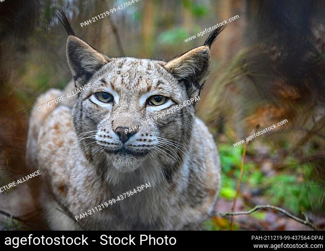 18 December 2021, Brandenburg, Groß Schönebeck: The lynx lady ""Luna"" lies in her enclosure in the Schorfheide Wildlife Park waiting to be fed