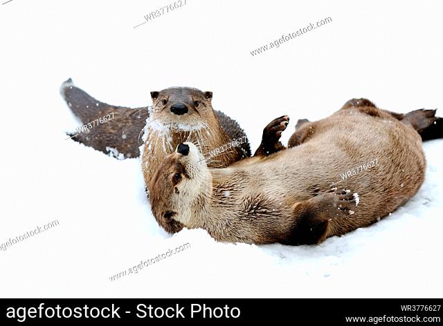 Two river otters (Lutra lutra) playing in the snow, Bavaria, Germany