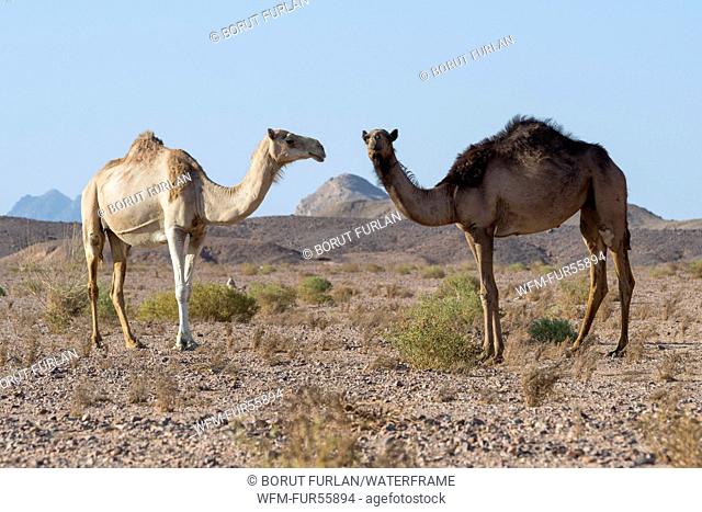 Dromedary Camel in Ras Muhammad National Park, Camelus dromedarius, Sinai, Egypt