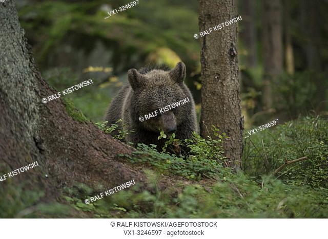 Young European Brown Bear / Europäischer Braunbär (Ursus arctos ) eats blueberries in an natural wild forest