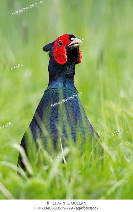 Common Pheasant Phasianus colchicus dark form, adult male, close-up of head and chest, calling, standing amongst grass, Berwickshire, Scottish Borders, Scotland
