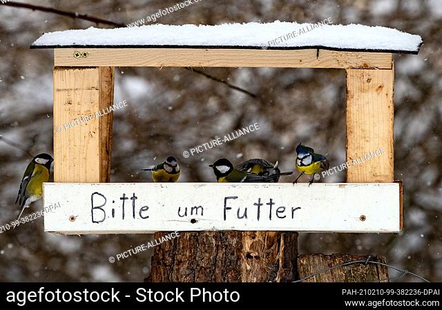 10 February 2021, Berlin: Great tits and blue tits sit in a bird feeder in the snowy Grunewald forest with the inscription ""Please feed""