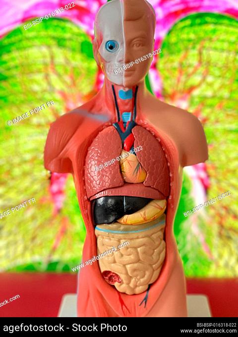 Anatomical model in front of an x-ray of the lungs