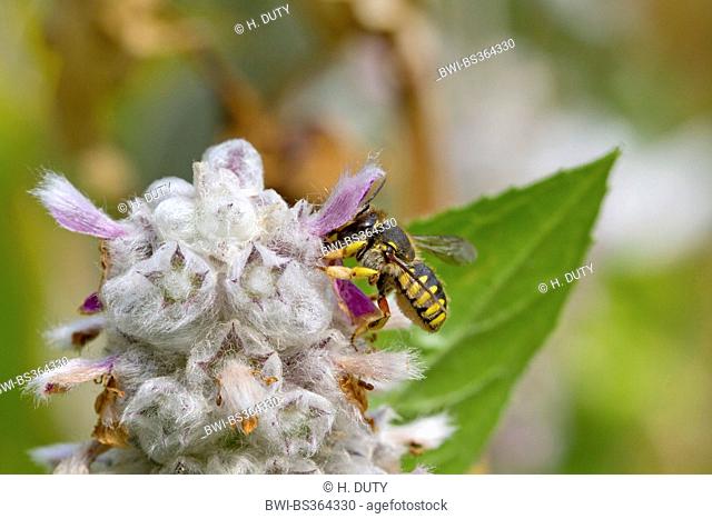 wool carder bee (Anthidium manicatum), female at Stachys byzantina, Germany