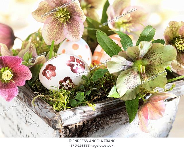 Christmas roses and painted eggs in Easter basket