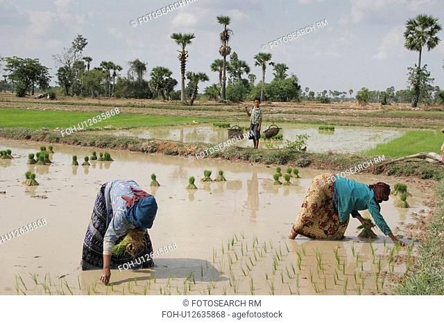 transplanting, people, farmers, cambodia, person, water