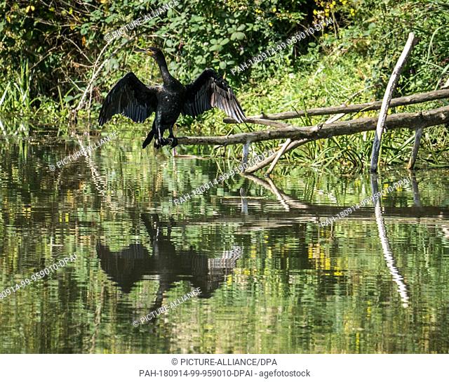 14 September 2018, Hessen, Frankfurt-Main: A cormorant sitting on the banks of the river Nidda in the north of the city and dries its wings