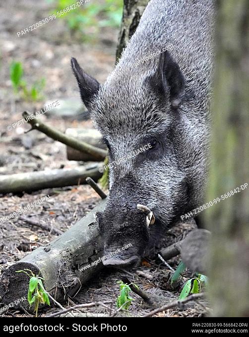 01 August 2022, Brandenburg, Schorfheide/Ot Groß Schönebeck: A wild boar (Sus scrofa) walks through the forest in the Schorfheide Wildlife Park looking for food