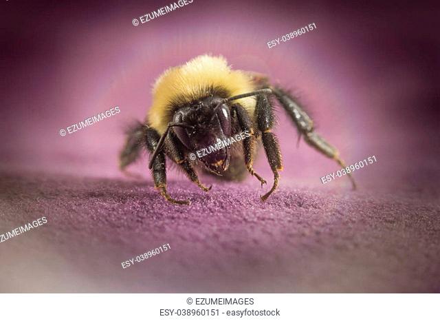 Common eastern bumblebee lands on purple surface in close up macro shot
