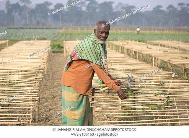 A farmer takes caring his eggplants plant on field at Jessore, Bangladesh