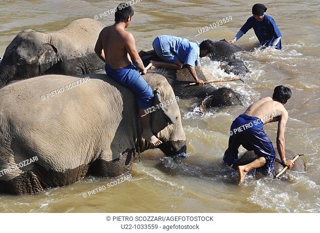 Chiang Saen (Thailand): elephants taking a bath in a river at the Anantara Resort & Spa Golden Triangle