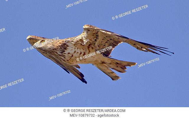Short-toed Eagle - in flight on migration over the Straits of Gibraltar towards Africa (Circaetus gallicus). September