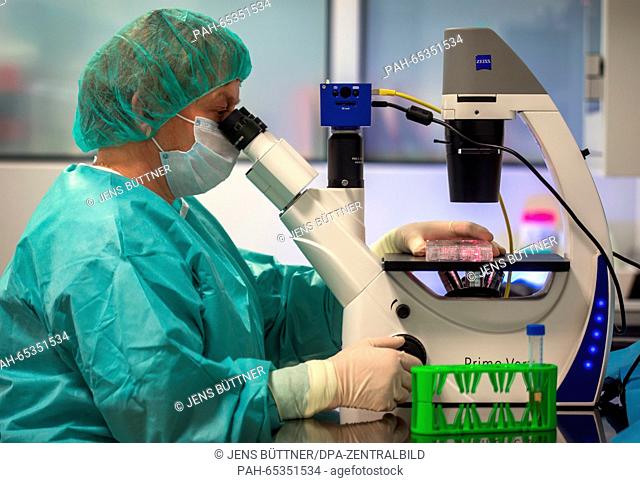 Carmen Hohmann uses a microscope to examine an eye cornea transplant in a laboratory of the Mecklenburg-Western Pomerania Society for Transplant Medicine...