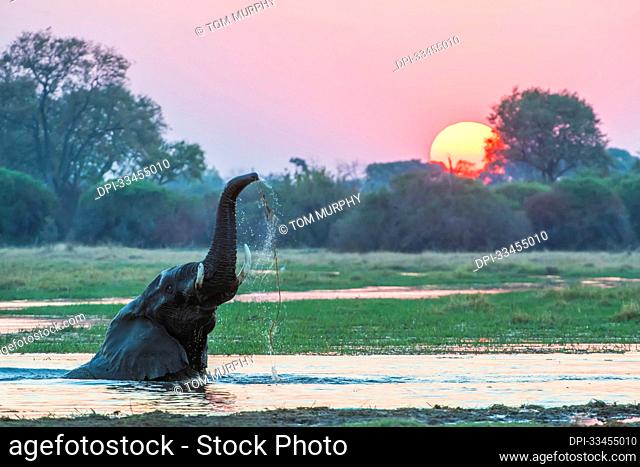 African bush elephant (Loxodonta africana) submerged in the river lifting its trunk in the air and drinking in the water with the sun setting behind the trees;...