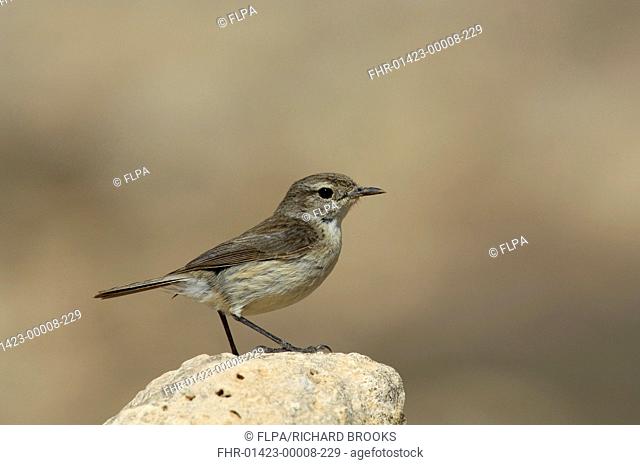 Canary Islands Chat Saxicola dacotiae adult female, perched on rock, Fuerteventura, Canary Islands, march