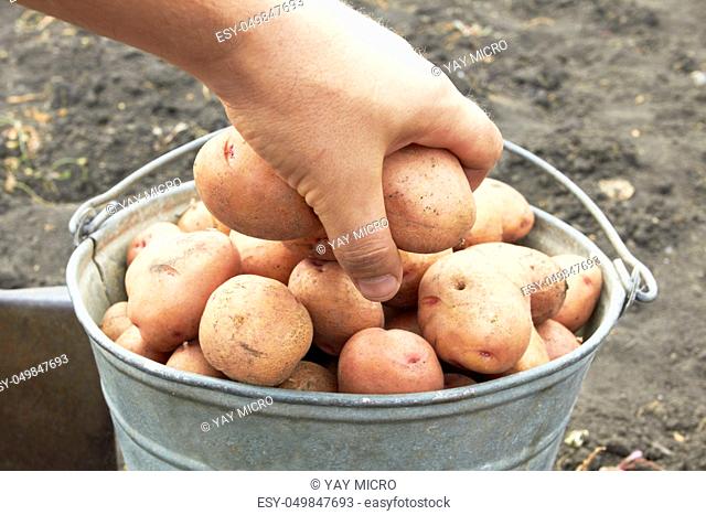 bucket of potato on the field