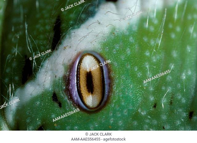 Tobacco Hornworm (Manduca sexta) Spiracle magnified 6X