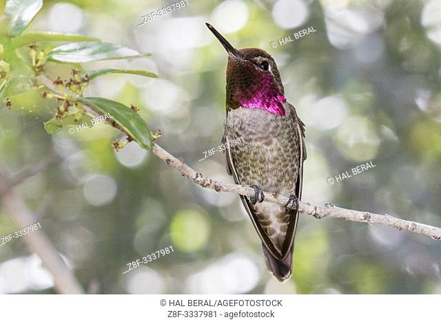 Anna's hummingbird male (Calypte anna) Southern Arizona