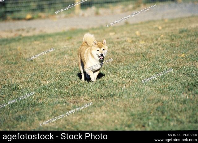 A Shiba Inu walking through a grassy field