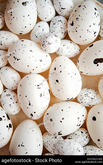 Close up composition of white traditional chicken and quail, black dotted Easter eggs. Selective focus