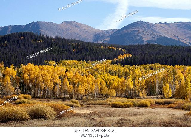 Grove of yellow aspens growing from a meadow into a hillside of evergreen trees in Rocky Mountains in Colorado