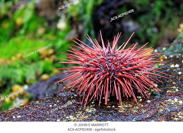 Red sea urchin, Queen Charlotte Islands, BC, Canada