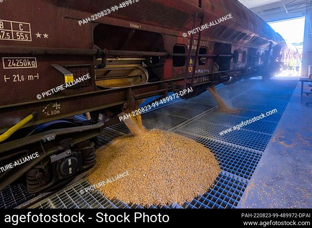 23 August 2022, Mecklenburg-Western Pomerania, Rostock: Corn kernels fall out of the wagons of the first freight train carrying corn from Ukraine during...