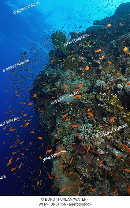 Anthias over Reef, Pseudanthias squammipinnis, Elphinstone Reef, Red Sea, Egypt