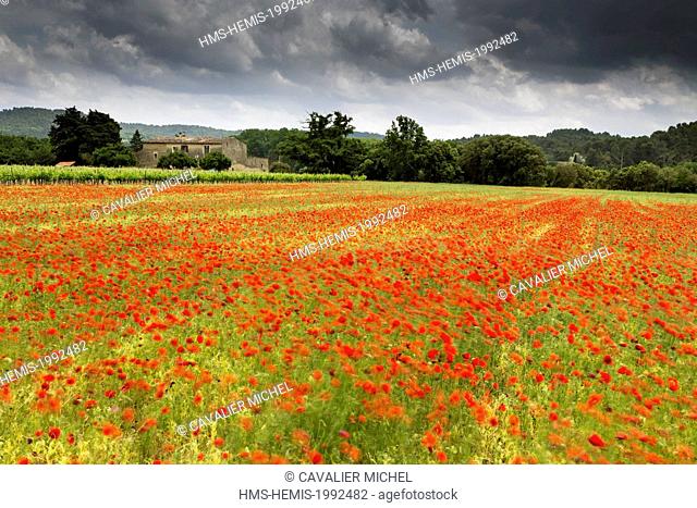 France, Vaucluse, regional natural reserve of Luberon, Vaugines, closes near a field of poppies in the wind