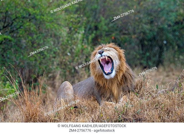 A yawning male lion (Panthera leo) during a rainstorm in the Masai Mara National Reserve in Kenya