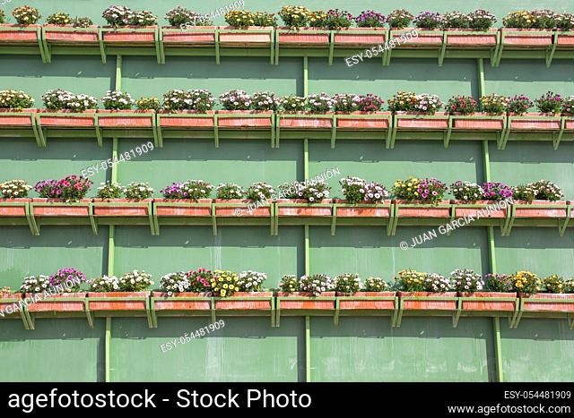 Vertical wall garden full of flower boxes or clay planters. Rows hanging over green wall