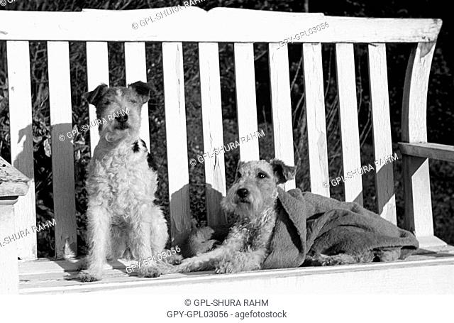 Two Fox Terrier dogs on a bench