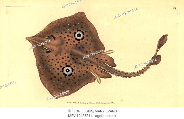 Brown skate or mirror ray, Raja miraletus. Handcoloured copperplate drawn and engraved by Edward Donovan from his Natural History of British Fishes
