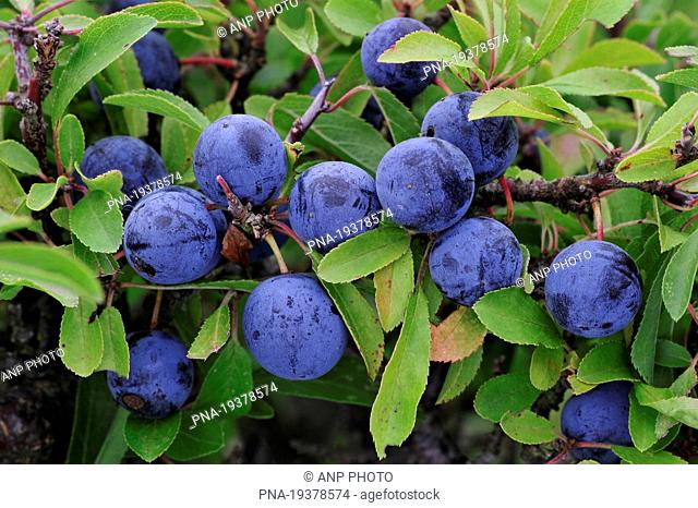 Sloe, Blackthorn Prunus spinosa - Belgium, Europe