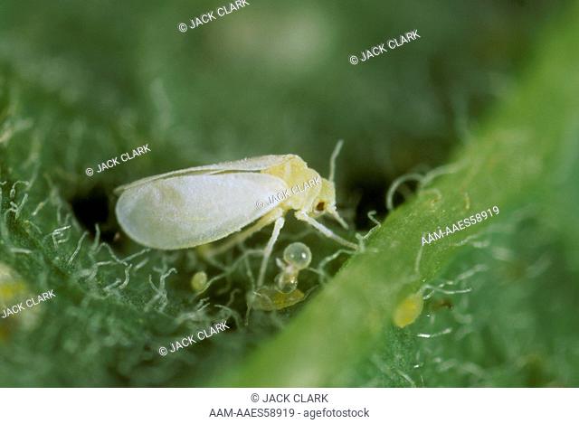 Sweetpotato Whitefly, poinsettia strain (Bemisia tabaci) adult on poinsettia 10X