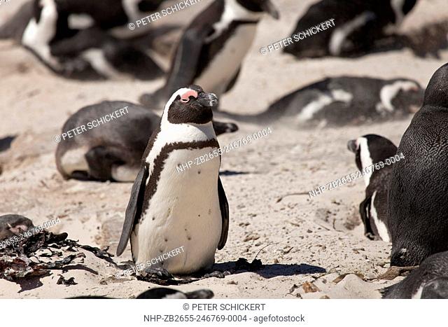 Brillenpinguin Spheniscus demersus, Boulder Beach bei Simon's Town Kapstadt, Westkap, Südafrika | African Penguin Spheniscus demersus