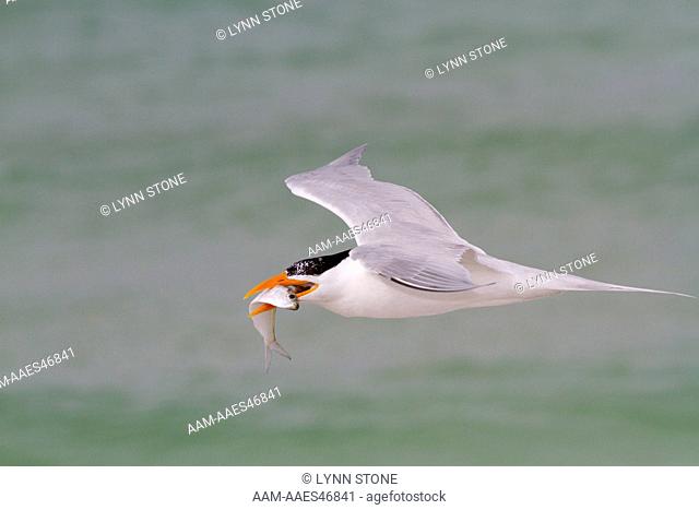 Royal Tern (Thalasseus maxima) in breeding plumage, in flight with Scaled Sardine 'offering' for a female, who may or may not accept it