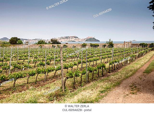 Vineyard near Marciana, Elba Island, Italy