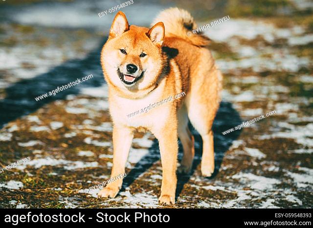 Beautiful Young Red Shiba Inu Dog Staying Outdoor In Spring