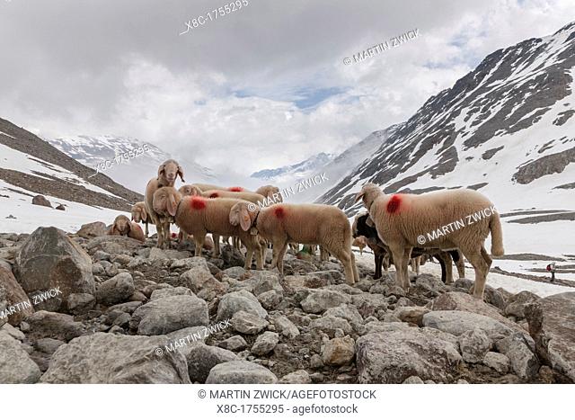 Transhumance - the great sheep trek across the main alpine crest in the Otztal Alps between South Tyrol, Italy, and North Tyrol